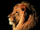 Immagine profilo di leonefragile